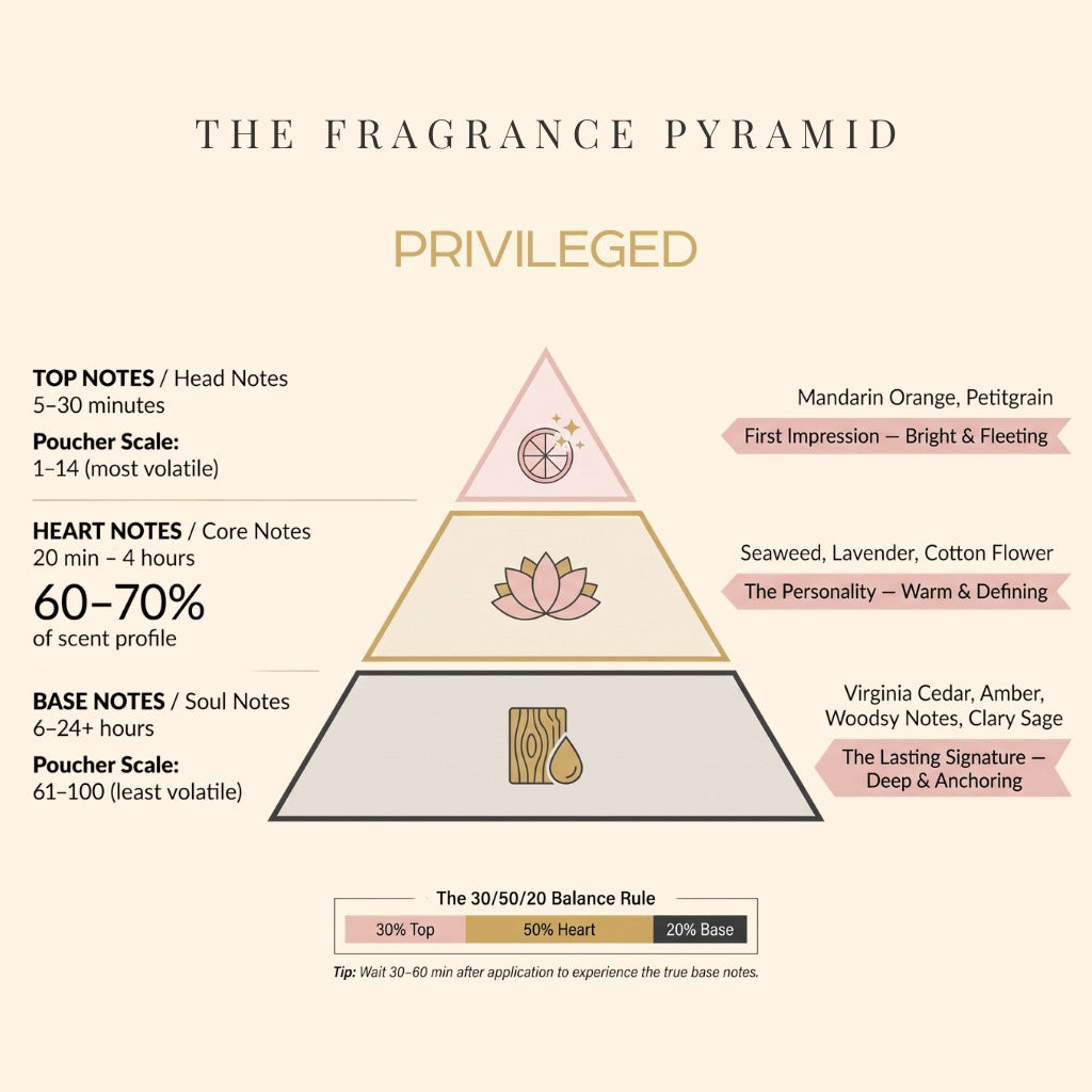 Privileged fragrance pyramid: top, heart and base notes